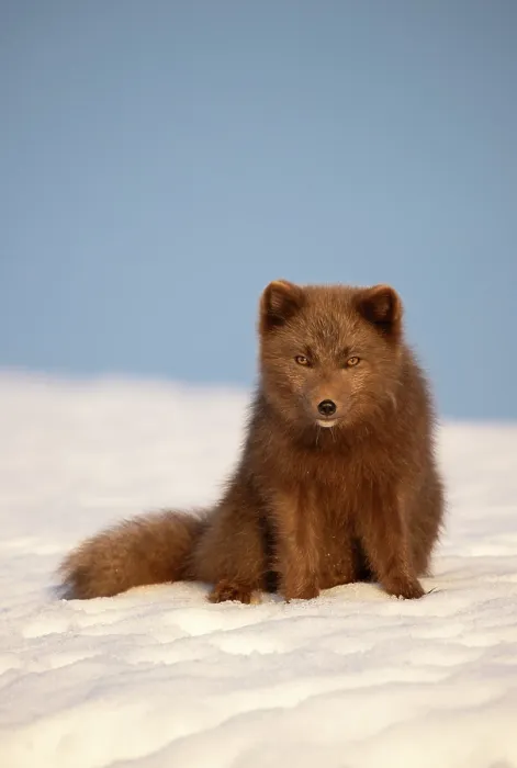 Framed Print : Arctic fox (Vulpes lagopus) sitting on snow, portrait, Hornstrandir Nature Reserve, Iceland. March Framed Print : Arctic fox (Vulpes lagopus) sitting on snow, portrait, Hornstrandir Nature Reserve, Iceland. March