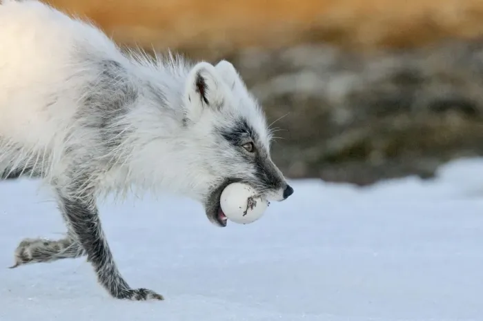 Framed Print : Arctic fox (Vulpes lagopus) with Snow goose egg in mouth, mid moult from winter to summer fur Framed Print : Arctic fox (Vulpes lagopus) with Snow goose egg in mouth, mid moult from winter to summer fur