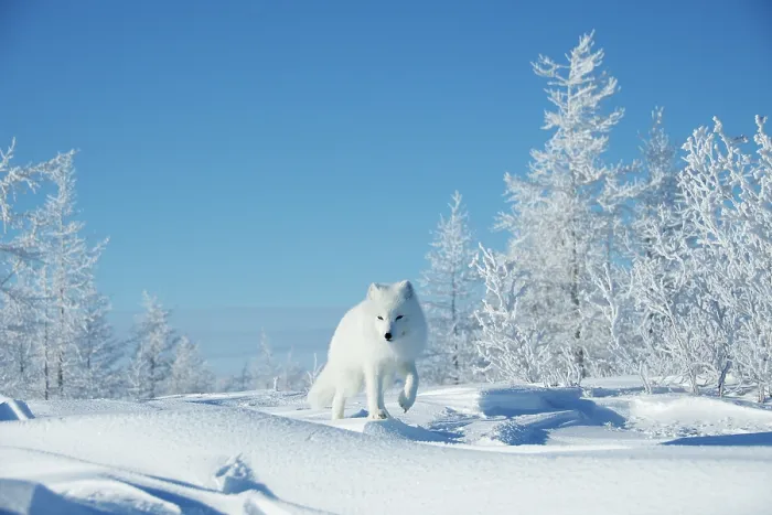 Framed Print : Arctic fox (Vulpes lagopus) walking through snowy landscape, Taymyr Peninsula, Siberia, Russia Framed Print : Arctic fox (Vulpes lagopus) walking through snowy landscape, Taymyr Peninsula, Siberia, Russia