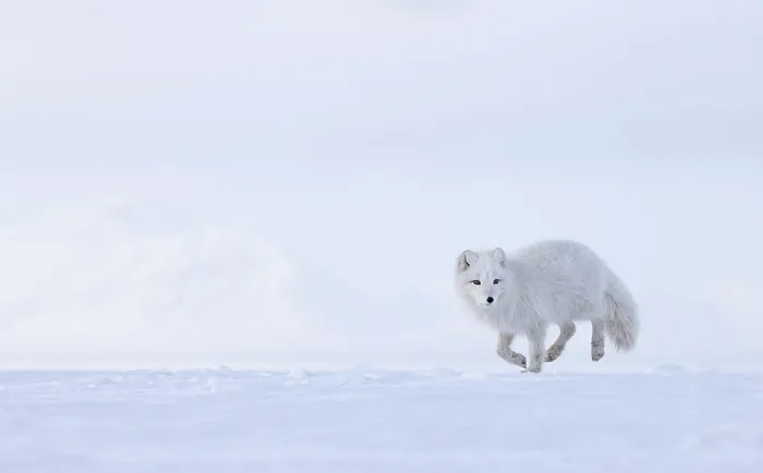 Framed Print : Arctic fox (Vulpes lagopus) winter coat, running on snow, Svalbard, Norway. March Framed Print : Arctic fox (Vulpes lagopus) winter coat, running on snow, Svalbard, Norway. March