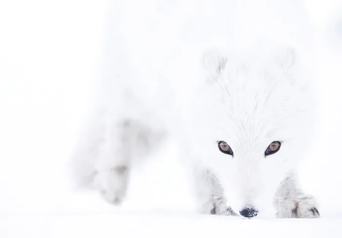 Framed Print : Arctic fox (Vulpes lagopus) winter coat, close-up portrait, Svalbard, Norway. March Framed Print : Arctic fox (Vulpes lagopus) winter coat, close-up portrait, Svalbard, Norway. March