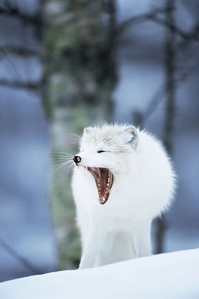Arctic fox yawning {Vulpes lagopus} Norway captive