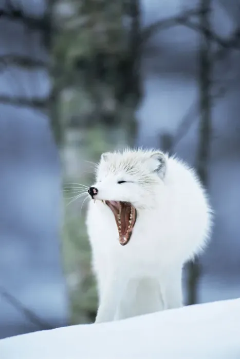 Framed Print : Arctic fox yawning {Vulpes lagopus} Norway captive Framed Print : Arctic fox yawning {Vulpes lagopus} Norway captive