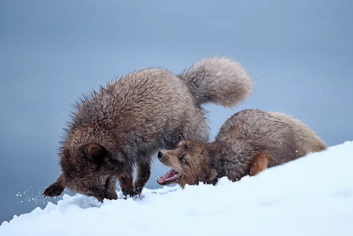 Framed Print : Two Arctic foxes (Vulpes lagopus) blue morph, in snow, female attacking male to defend her cubs, Hornstrandir Nature Reserve, Iceland. March Framed Print : Two Arctic foxes (Vulpes lagopus) blue morph, in snow, female attacking male to defend her cubs, Hornstrandir Nature Reserve, Iceland. March