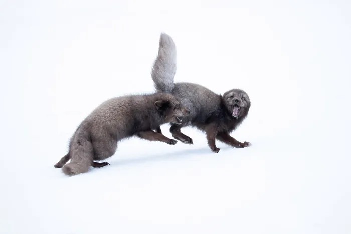 Framed Print : Two Arctic foxes (Vulpes lagopus) blue morph, fighting in snow, Hornstrandir Nature Reserve, Iceland. March Framed Print : Two Arctic foxes (Vulpes lagopus) blue morph, fighting in snow, Hornstrandir Nature Reserve, Iceland. March