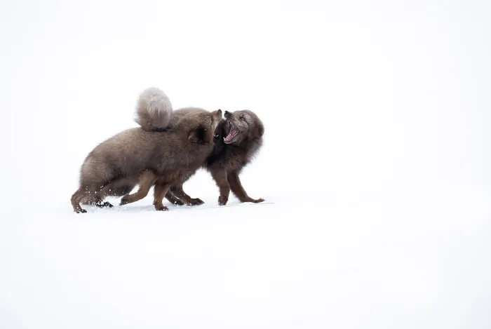Framed Print : Two Arctic foxes (Vulpes lagopus) blue morph, fighting in snow, Hornstrandir Nature Reserve, Iceland. March Framed Print : Two Arctic foxes (Vulpes lagopus) blue morph, fighting in snow, Hornstrandir Nature Reserve, Iceland. March
