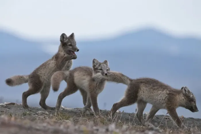 Framed Print : Arctic foxes (Vulpes lagopus) juveniles playing, biting tail, Wrangel Island, Far Eastern Russia Framed Print : Arctic foxes (Vulpes lagopus) juveniles playing, biting tail, Wrangel Island, Far Eastern Russia