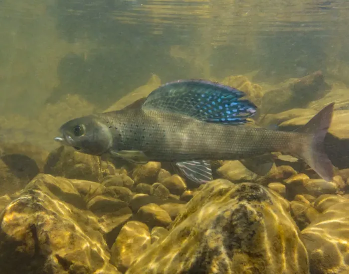 Framed Print : Arctic grayling (Thymallus arcticus) displaying his vibrant dorsal fin. North Park, Colorado, USA Framed Print : Arctic grayling (Thymallus arcticus) displaying his vibrant dorsal fin. North Park, Colorado, USA