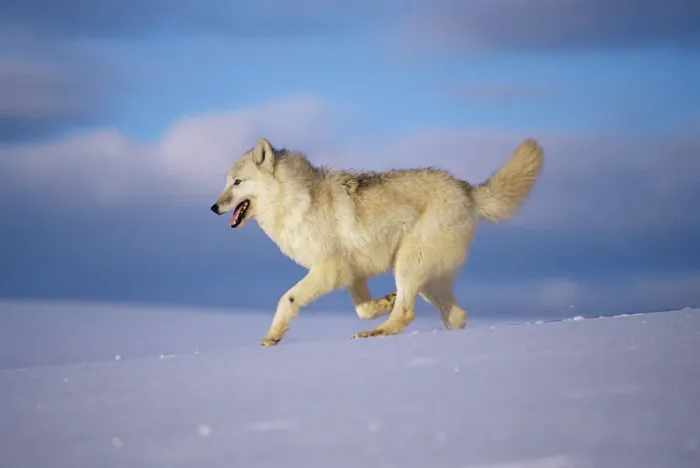 Framed Print : Arctic grey wolf {Canis lupus arctos} running through snow, USA. captive Framed Print : Arctic grey wolf {Canis lupus arctos} running through snow, USA. captive