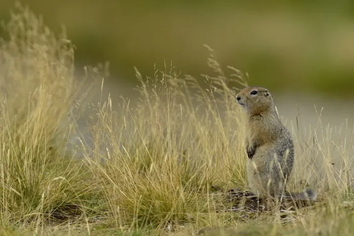 Framed Print : Arctic ground squirrel (Spermophilus parryii) Katmai National Park, Alaska, USA, August Framed Print : Arctic ground squirrel (Spermophilus parryii) Katmai National Park, Alaska, USA, August