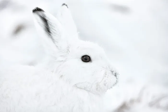Framed Print : Arctic hare (Lepus arcticus groenlandicus) portrait, Ittoqqortoomiit, Northeast Greenland. February Framed Print : Arctic hare (Lepus arcticus groenlandicus) portrait, Ittoqqortoomiit, Northeast Greenland. February