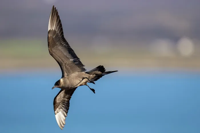 Framed Print : Arctic skua (Stercorarius parasiticus) in flight, Varanger Peninsula, Finnmark, Norway. June Framed Print : Arctic skua (Stercorarius parasiticus) in flight, Varanger Peninsula, Finnmark, Norway. June