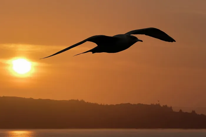 Framed Print : Arctic skua (Stercorarius parasiticus) in flight, silhouetted at sunset, near Handa Island, Sutherland, Scotland, UK. July. Endangered