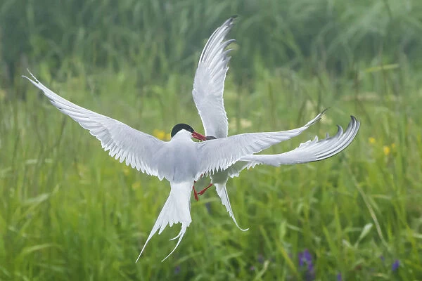 Arctic tern (Sterna paradisaea), two fighting in mid-air