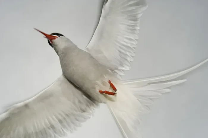 Framed Print : Arctic Tern (Sterna paradisaea) in flight, West coast of Iceland, July 2008 Framed Print : Arctic Tern (Sterna paradisaea) in flight, West coast of Iceland, July 2008