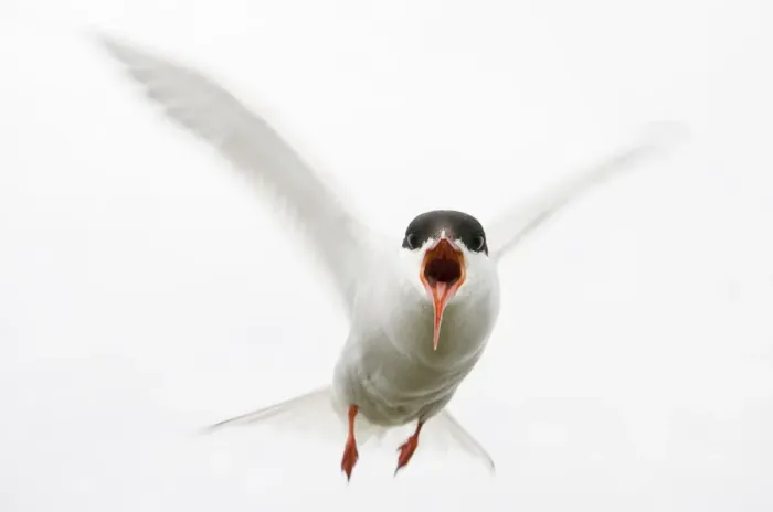 Framed Print : Arctic tern (Sterna paradisaea) in flight, calling, Farne Islands, Northumberland