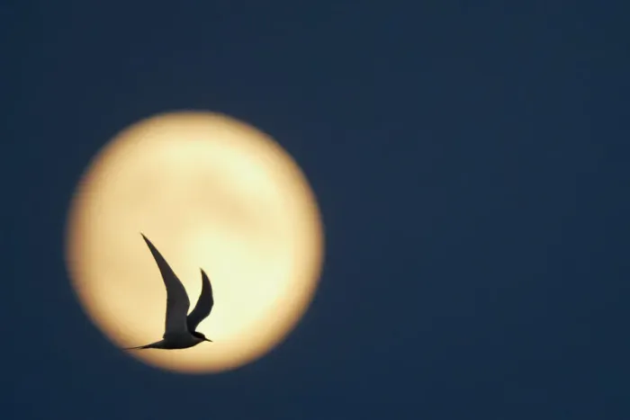 Framed Print : Arctic Tern (Sterna paradisaea) in flight, silhouetted against the moon at dusk Framed Print : Arctic Tern (Sterna paradisaea) in flight, silhouetted against the moon at dusk