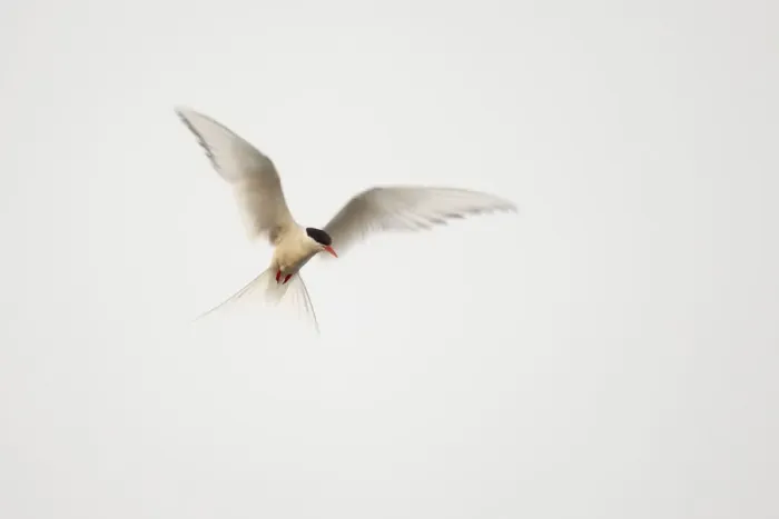 Framed Print : Arctic Tern (Sterna paradisaea) in flight. Shetland, Scotland, August Framed Print : Arctic Tern (Sterna paradisaea) in flight. Shetland, Scotland, August