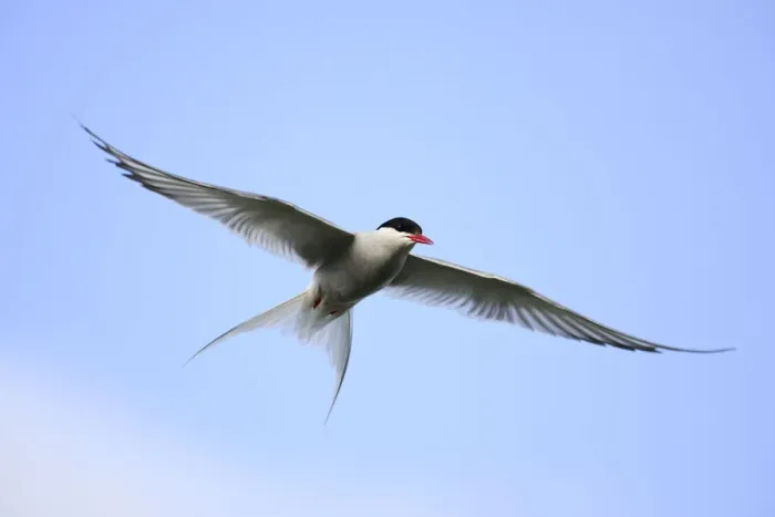 Framed Print : Arctic tern (Sterna paradisaea) in flight over nesting area in meadows near coast, Reykjanes Peninsula, Iceland. July Framed Print : Arctic tern (Sterna paradisaea) in flight over nesting area in meadows near coast, Reykjanes Peninsula, Iceland. July