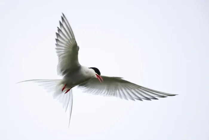 Framed Print : Arctic tern (Sterna paradisaea) in flight over nesting area in meadows near coast, Reykjanes Peninsula, Iceland. July Framed Print : Arctic tern (Sterna paradisaea) in flight over nesting area in meadows near coast, Reykjanes Peninsula, Iceland. July
