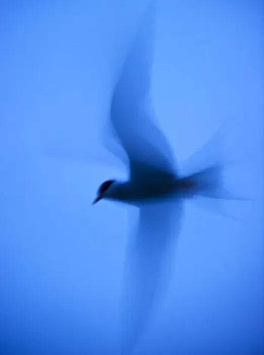 Framed Print : Arctic tern (Sterna paradisaea) in flight at twilight using slow shutter speed to accentuate blur Framed Print : Arctic tern (Sterna paradisaea) in flight at twilight using slow shutter speed to accentuate blur