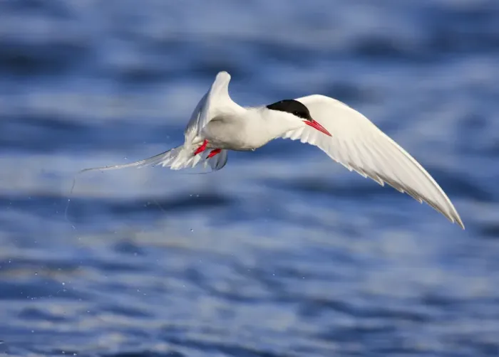 Framed Print : Arctic tern (Sterna paradisaea) in flight over water, Spitsbergen, Svalbard, Norway Framed Print : Arctic tern (Sterna paradisaea) in flight over water, Spitsbergen, Svalbard, Norway