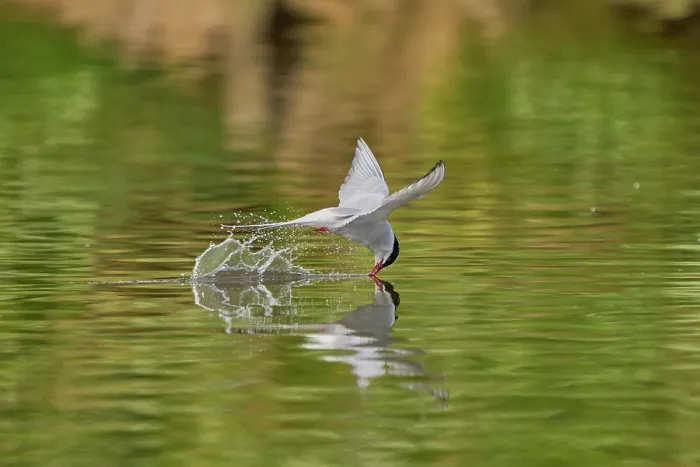 Framed Print : Arctic tern (Sterna paradisaea) flying low over water surface searching for food, Grimsey Island, Iceland. June Framed Print : Arctic tern (Sterna paradisaea) flying low over water surface searching for food, Grimsey Island, Iceland. June