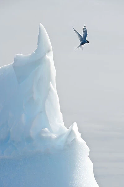 Arctic tern (Sterna Paradisaea) hovering in flight over an iceberg. Peterman Island