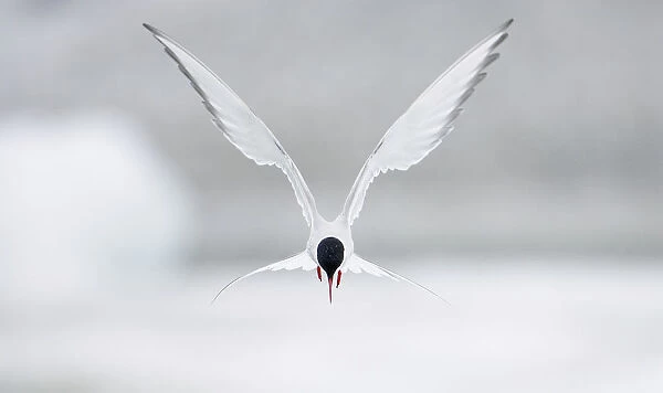 Arctic Tern (Sterna paradisaea) hovering in flight, June, Iceland. Magic Moments book plate