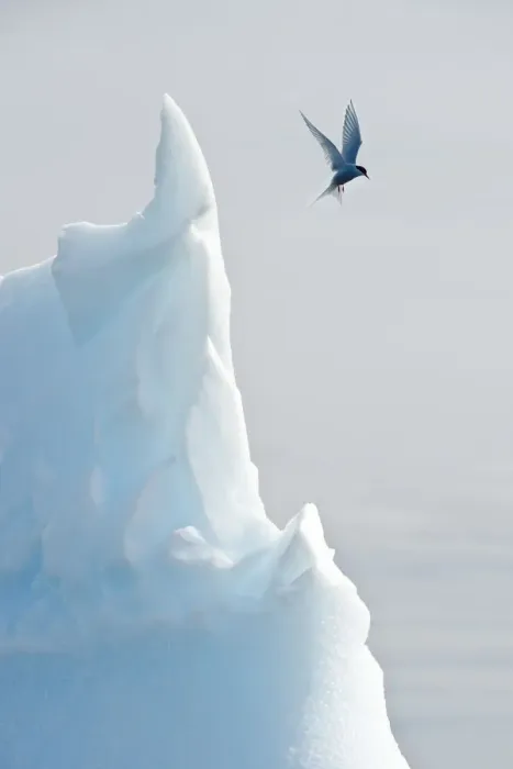 Framed Print : Arctic tern (Sterna Paradisaea) hovering in flight over an iceberg. Peterman Island Framed Print : Arctic tern (Sterna Paradisaea) hovering in flight over an iceberg. Peterman Island