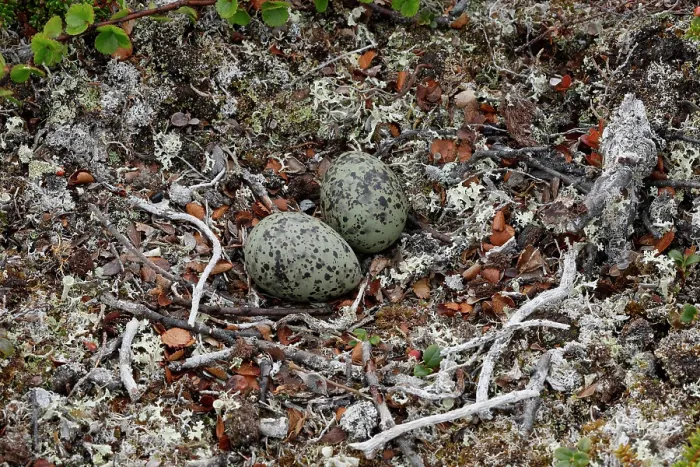 Framed Print : Arctic tern (Sterna paradisaea) nest with eggs, Varanger, Norway. June