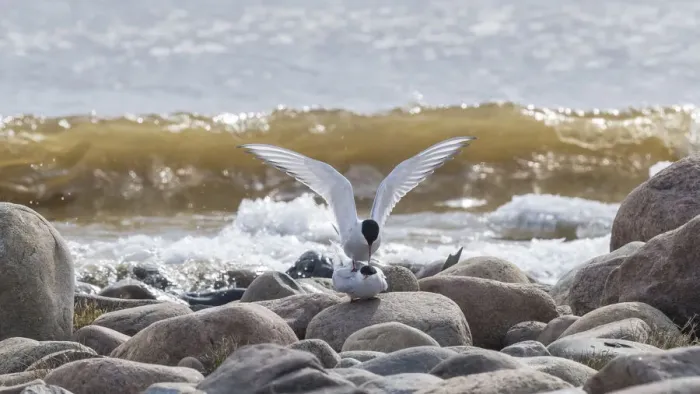 Framed Print : Arctic tern (Sterna paradisaea) pair mating, on rocks on beach. Hailuoto, Finland. May Framed Print : Arctic tern (Sterna paradisaea) pair mating, on rocks on beach. Hailuoto, Finland. May