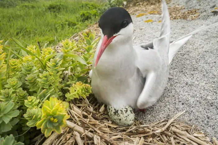 Framed Print : Arctic tern (Sterna paradisaea) sitting on egg, Machias Seal Island, Bay of Fundy Framed Print : Arctic tern (Sterna paradisaea) sitting on egg, Machias Seal Island, Bay of Fundy