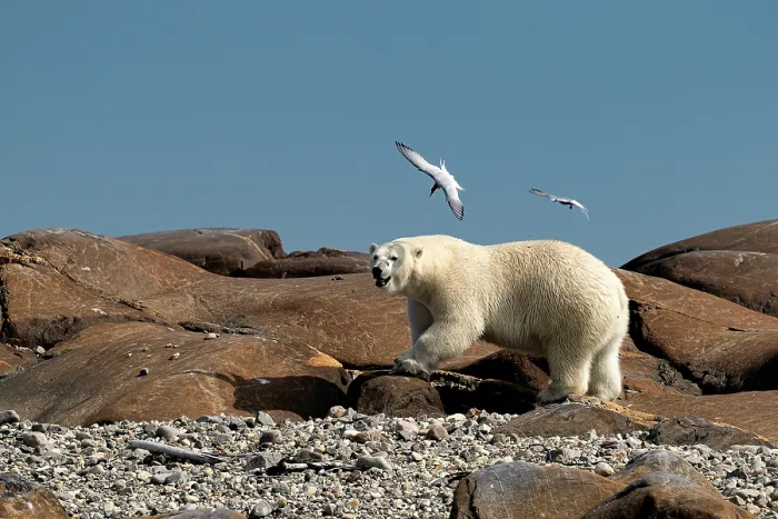 Framed Print : Two Arctic terns (Sterna paradisaea) attacking a Polar bear (Ursus maritimus), defending the nest on the shore of the Hudson Bay, near Churchill, Manitoba, Canada. July Framed Print : Two Arctic terns (Sterna paradisaea) attacking a Polar bear (Ursus maritimus), defending the nest on the shore of the Hudson Bay, near Churchill, Manitoba, Canada. July