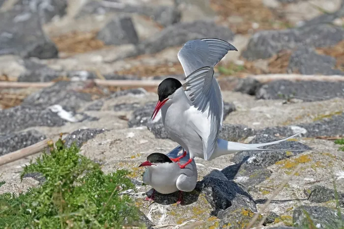 Framed Print : Arctic terns (Sterna paradisaea) pair, courtship display during breeding season, Germany. May Framed Print : Arctic terns (Sterna paradisaea) pair, courtship display during breeding season, Germany. May