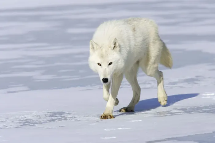 Framed Print : Arctic wolf (Canis lupus arctos) walking on snow, captive Framed Print : Arctic wolf (Canis lupus arctos) walking on snow, captive