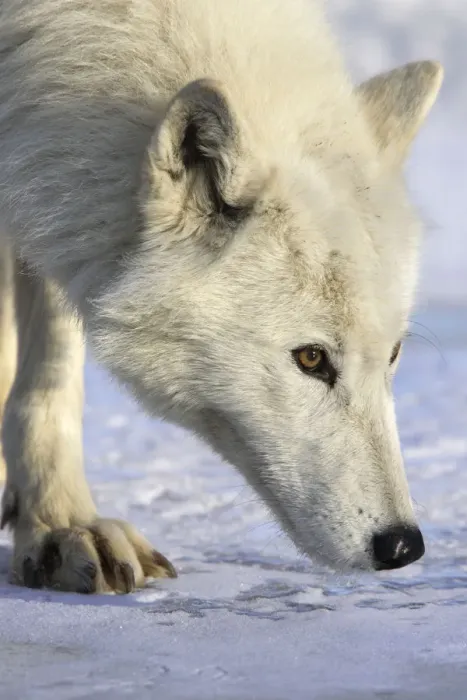 Framed Print : Arctic wolf (Canis lupus arctos) walking on snow, captive Framed Print : Arctic wolf (Canis lupus arctos) walking on snow, captive