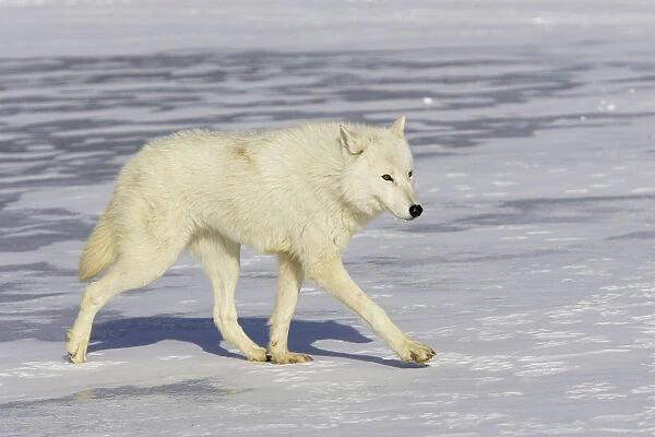 Arctic wolf (Canis lupus arctos) walking on snow, captive