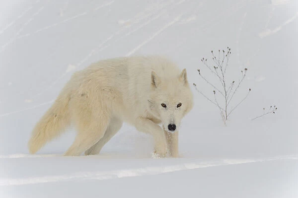 Arctic wolf in snow (Canis lupus arctos), Minnesota, USA. January. Controlled situation