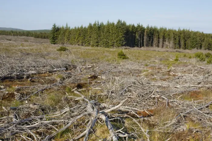 Framed Print : Area of felled non-native plantation as part of habitat management to restore bog peatland Framed Print : Area of felled non-native plantation as part of habitat management to restore bog peatland