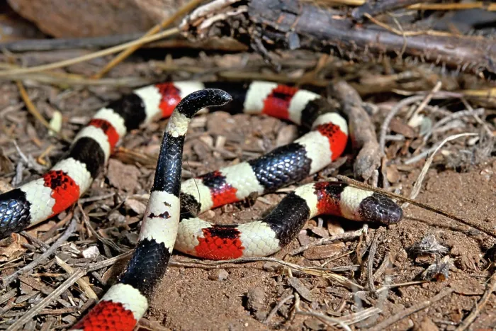 Framed Print : Arizona coral snake (Micruroides euryxanthus) portrait, Arizona, USA. September Framed Print : Arizona coral snake (Micruroides euryxanthus) portrait, Arizona, USA. September