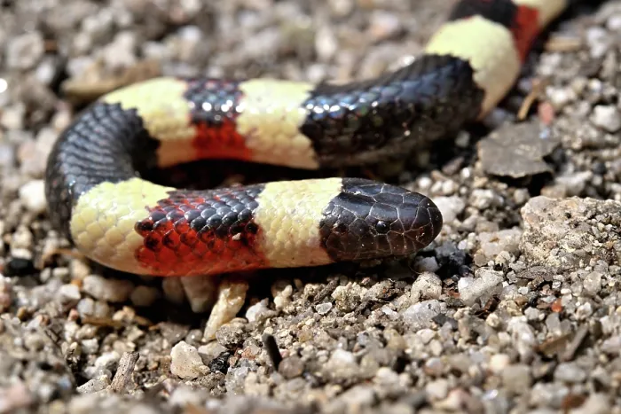 Framed Print : Arizona coral snake (Micruroides euryxanthus) portrait, Arizona, USA. September Framed Print : Arizona coral snake (Micruroides euryxanthus) portrait, Arizona, USA. September