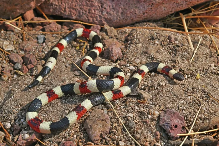 Framed Print : Arizona coral snake (Micruroides euryxanthus) portrait, Arizona, USA. October Framed Print : Arizona coral snake (Micruroides euryxanthus) portrait, Arizona, USA. October