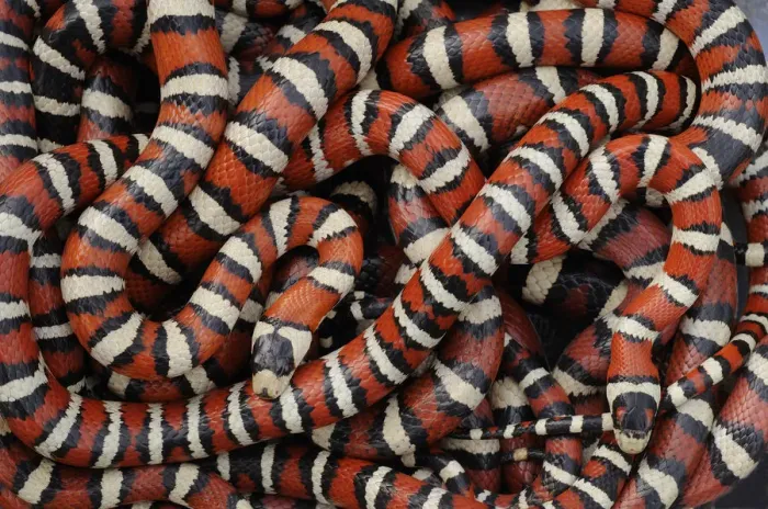 Framed Print : Arizona mountain kingsnakes (Lampropeltis pyromelana) Found in Chiricahua mountains, SE Arirona Framed Print : Arizona mountain kingsnakes (Lampropeltis pyromelana) Found in Chiricahua mountains, SE Arirona
