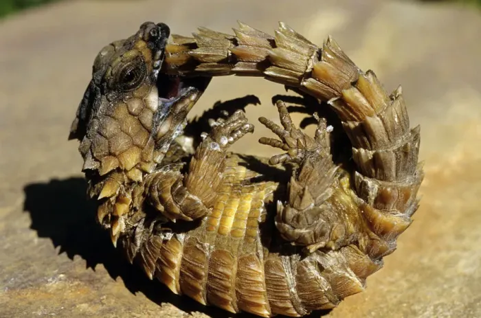Framed Print : Armadillo Lizard (Cordylus cataphractus) biting its own tail while trying to Framed Print : Armadillo Lizard (Cordylus cataphractus) biting its own tail while trying to