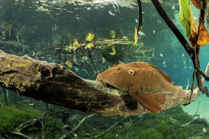 Framed Print : Armored catfish (Loricariidae) resting on dead tree branch underwater, Formoso River, Bonito, Mato Grosso do Sul, Brazil Framed Print : Armored catfish (Loricariidae) resting on dead tree branch underwater, Formoso River, Bonito, Mato Grosso do Sul, Brazil