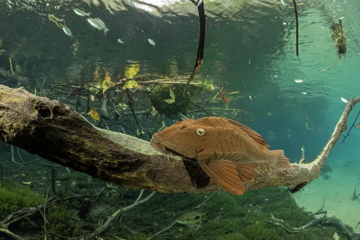 Framed Print : Armored catfish (Loricariidae) resting on dead tree branch underwater, Formoso River, Bonito, Mato Grosso do Sul, Brazil Framed Print : Armored catfish (Loricariidae) resting on dead tree branch underwater, Formoso River, Bonito, Mato Grosso do Sul, Brazil