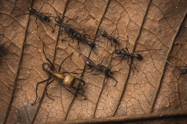 Army ants (Eciton sp.) Costa Rica. February 2015