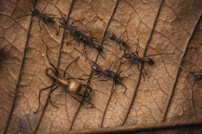 Framed Print : Army ants (Eciton sp. ) Costa Rica. February 2015 Framed Print : Army ants (Eciton sp. ) Costa Rica. February 2015