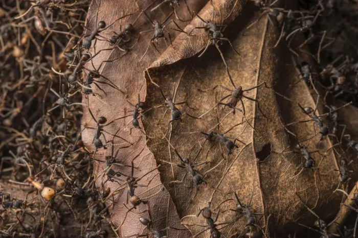 Framed Print : Army ants (Eciton sp. ) Costa Rica. February 2015 Framed Print : Army ants (Eciton sp. ) Costa Rica. February 2015